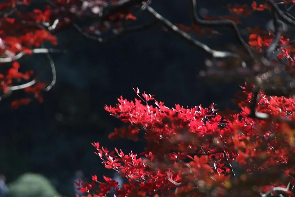 Tora Hotel Tokyo-Rikugienn 寅ホテル 六義園 C Lägenhet